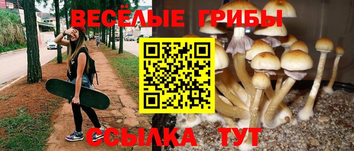закладки  Псилоцибиновые грибы Cubensis  Вход с VPN  Осинники 